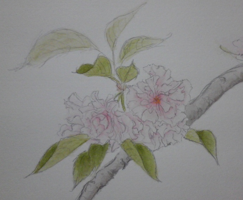 八重桜（大阪市立大学理学部附属植物園）