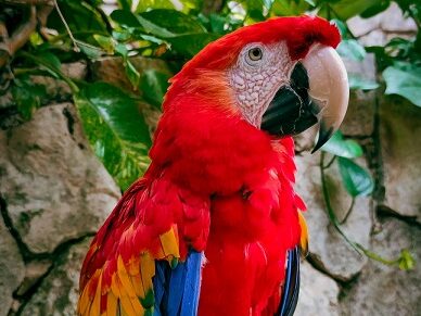 アカコンゴウインコ（Scarlet macaw）