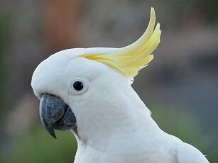 キバタン（Sulphur-Crested Cockatoo）