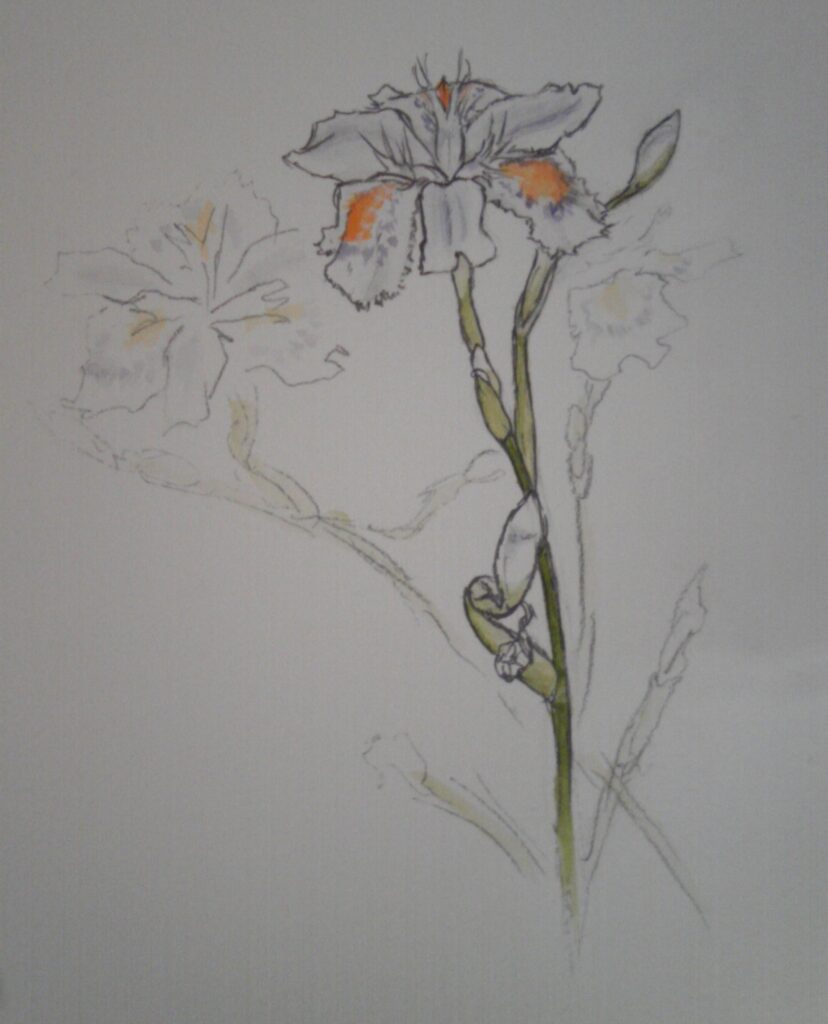 シャガ（Iris japonica）