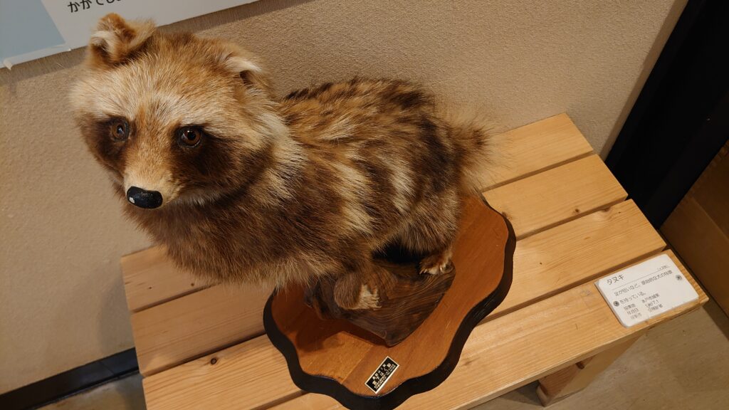 タヌキ
