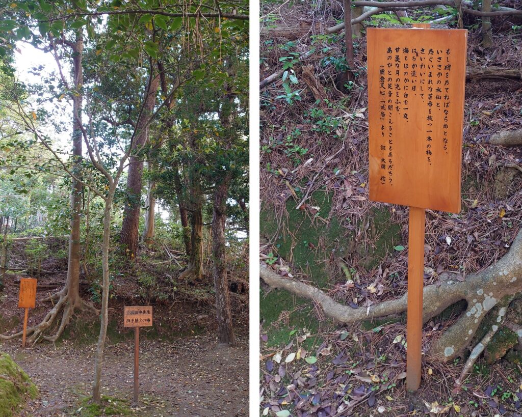平櫛田中の椿